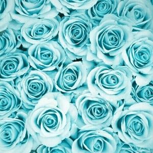 Meet your Posher, Adrianna